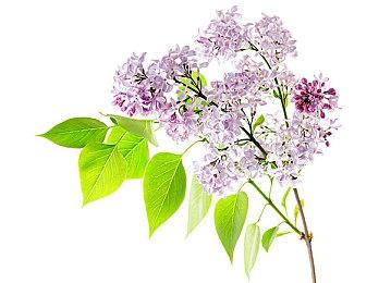 日媒新调查 半数以上玩家手游回归是因与感兴趣IP联动